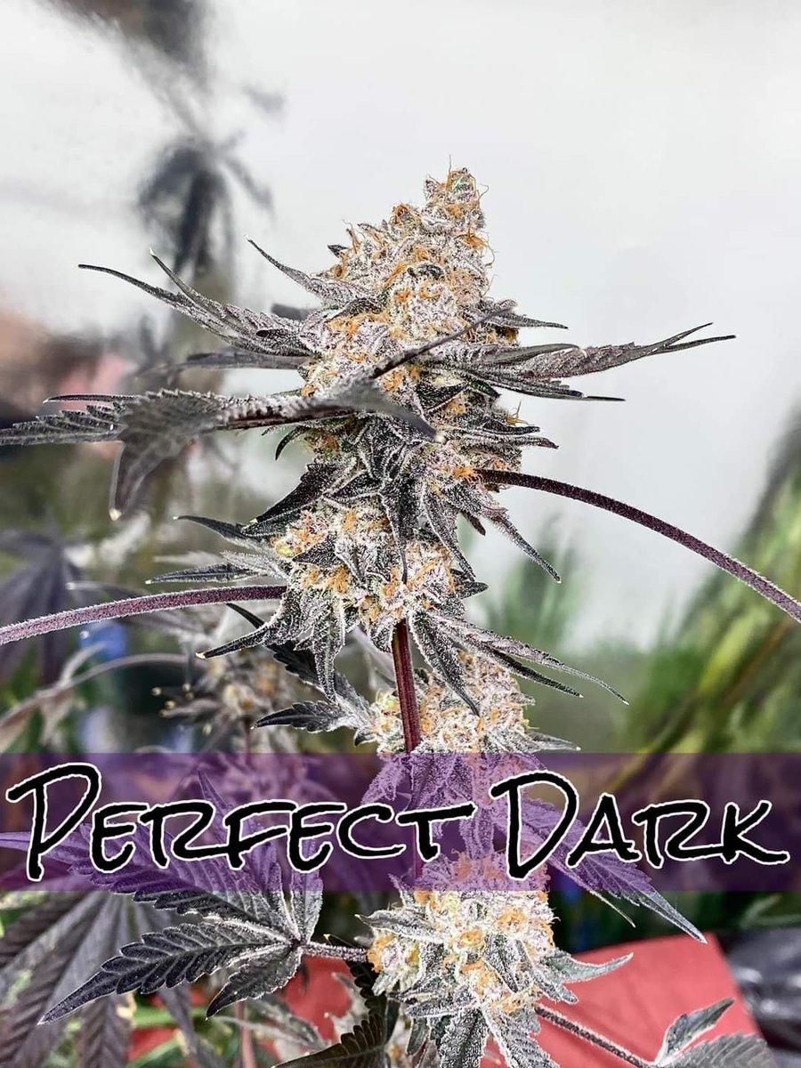 Sofem Genetics (@sofemtony) on Twitter photo 