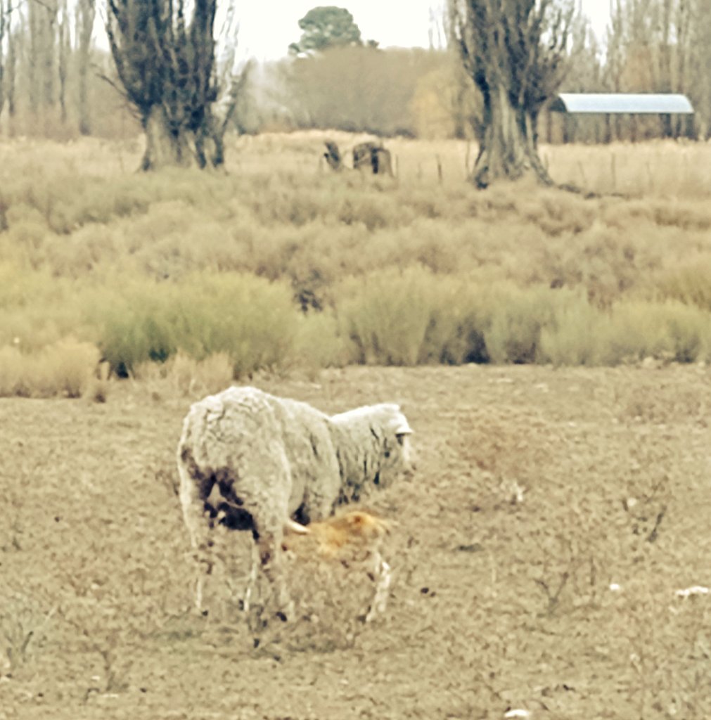 El campo patagónico sufre sequías recurrentes y el pasto en invierno nunca sobra. Suplementar a las ovejas en el último tercio de gestación es clave...