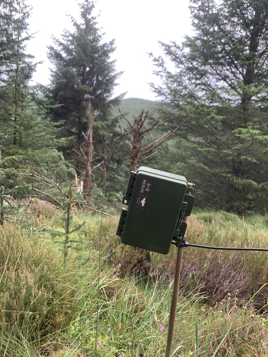 Setting up bat detectors today. Chest high wet vegetation was fun.