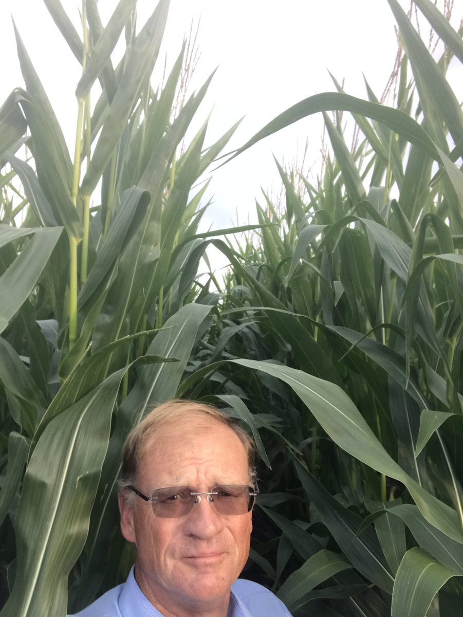 We have some monster material in our NIAB trial site in Cheshire! Nice evening out in the sticks 🤣.