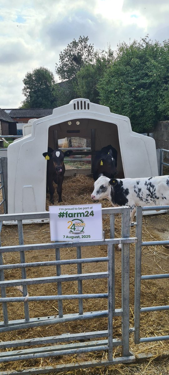 Calf igloo #Farm24