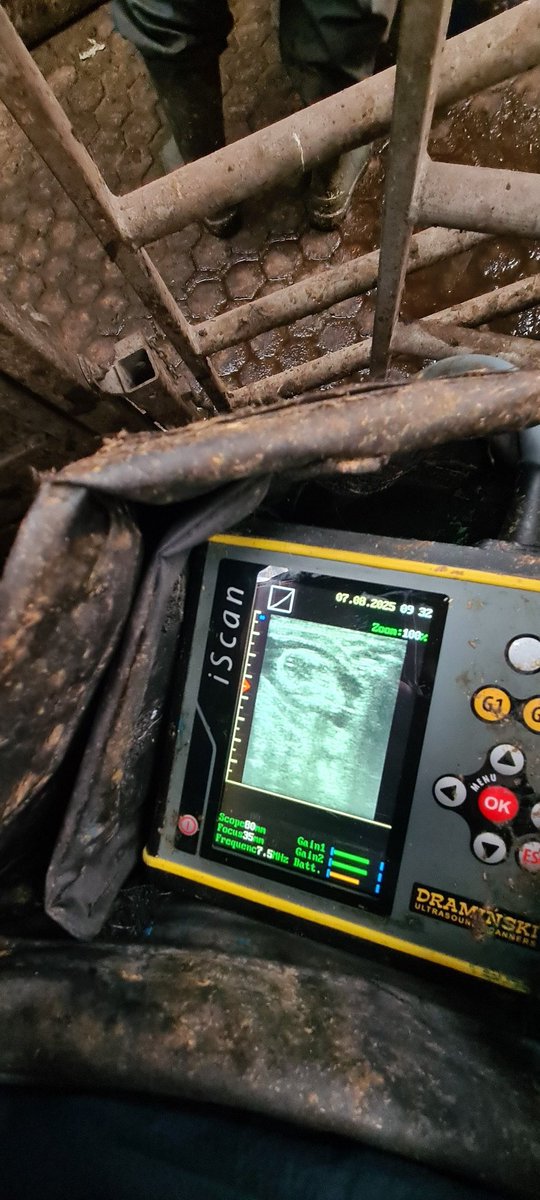 70day old foetus seen on my trusty ultrasound scanner 🥰 #Farm24