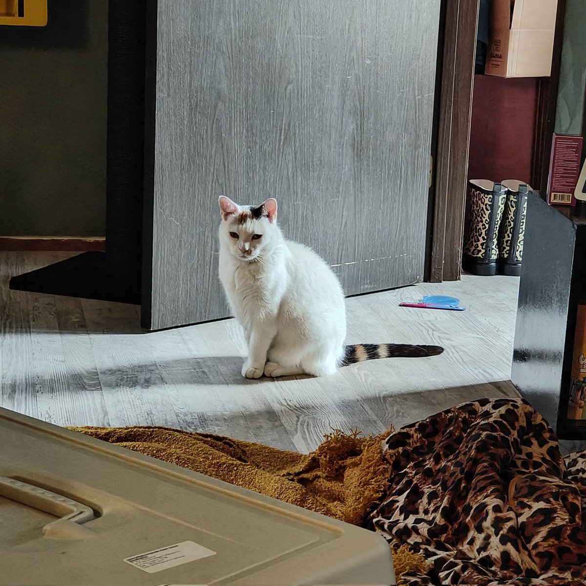 Lieve Vina had een botontsteking in haar kaak. Vandaag een aantal tanden/kiezen getrokken bij haar. Nu heel hard vertroetelen. Katten zijn echt meesters in het verbergen van pijn. Ik merkte alleen dat ze iets meer kwijlde tijdens het eten en kwam er pas echt achter bij haar