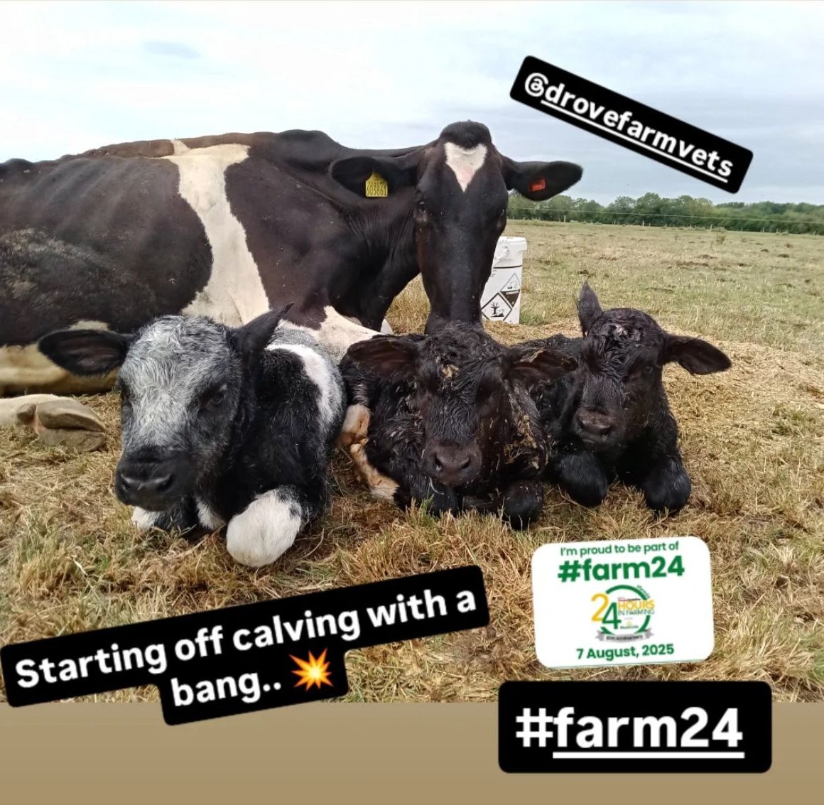 Very rare to get live triplets! I thought she might have twins in her when I saw her yesterday! <a href="/NorthleazeFarm/">Robert Mallett</a> Good job for checking after the second one! #Farm24