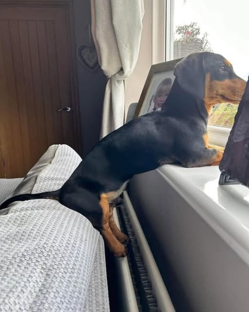 dachshundzones's tweet photo. I'm waiting for my father to come back from work❤️🌍 https://t.co/RIFPg88v6P