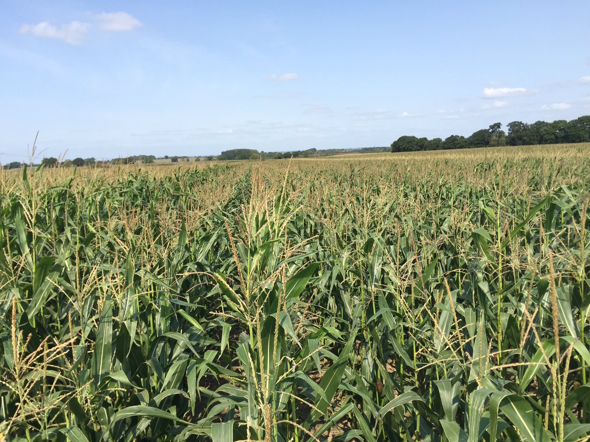 #Farm24 Tale of 2 halves, West vs East, adequate rainfall vs barely any. 20+t vs 10t maize crops.