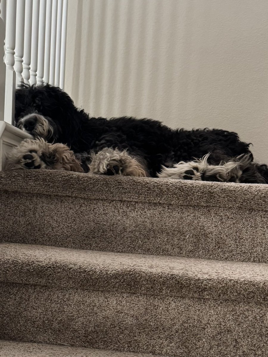 After all my security K9 training I gave Stinky...he's falls asleep on the job working the front door detail!  My job here is never done...