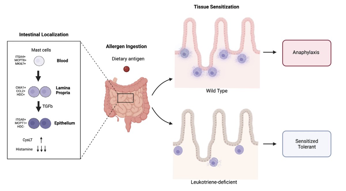 Eric Topol (@erictopol) on Twitter photo What is the mechanism of food-induced anaphylaxis?
Today <a href="/ScienceMagazine/">Science Magazine</a> unravelled
science.org/doi/full/10.11…
Gut mast cell leukotriene release
<a href="/RMedzhitov/">Ruslan Medzhitov</a> What is the mechanism of food-induced anaphylaxis?
Today <a href="/ScienceMagazine/">Science Magazine</a> unravelled
science.org/doi/full/10.11…
Gut mast cell leukotriene release
<a href="/RMedzhitov/">Ruslan Medzhitov</a>
