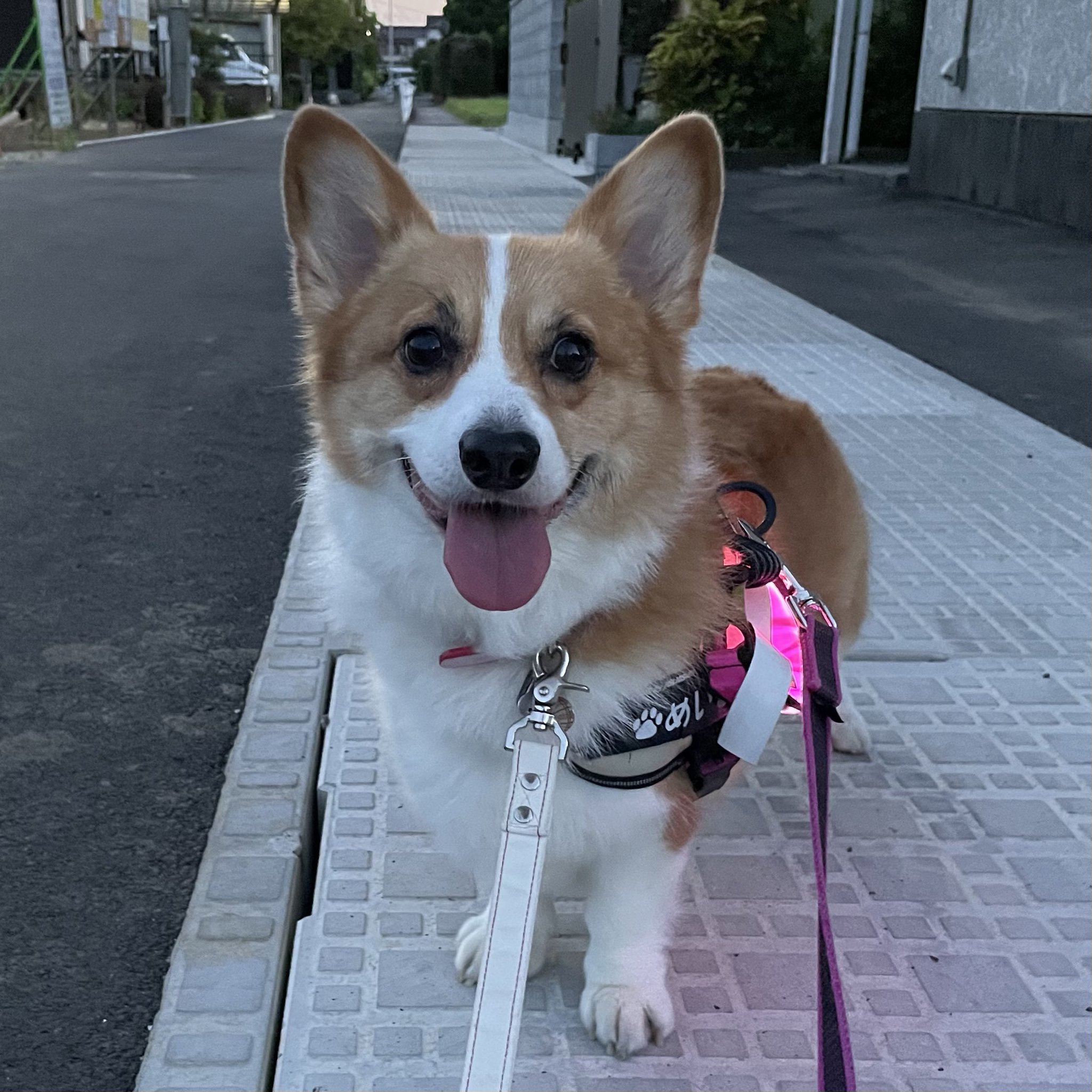 コーギー ぽちゃこ⁑ on X: 
