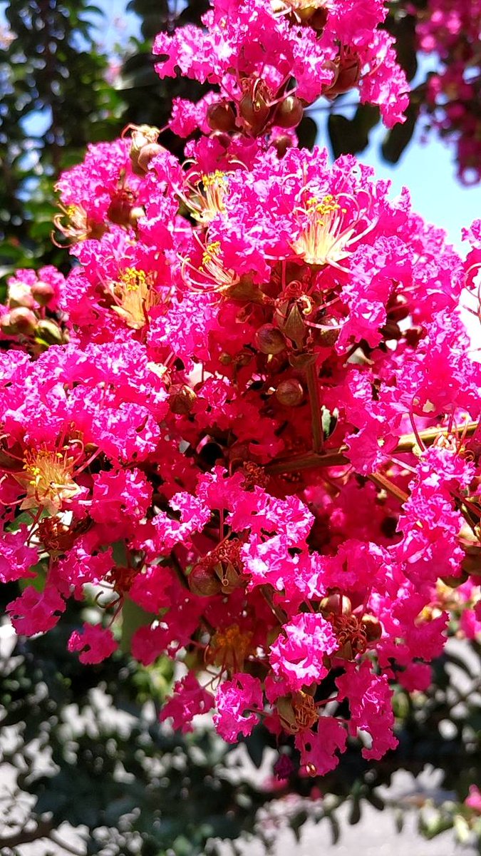 おはよ～🌺🍀

8月8日(金)大阪🌤
気温34/25、降水確率20%
熱中症情報は　厳重警戒🥵

こまめな塩分・水分補給を忘れずに🥤

大雨警報が出てる地域があります🌧
土砂災害や河川洪水などご注意を⚠

今日も無理せず　ゆるふぁいでGO✌

🌈ご安全に素敵なよい一日を🌻

#イマソラ　#カコソラ