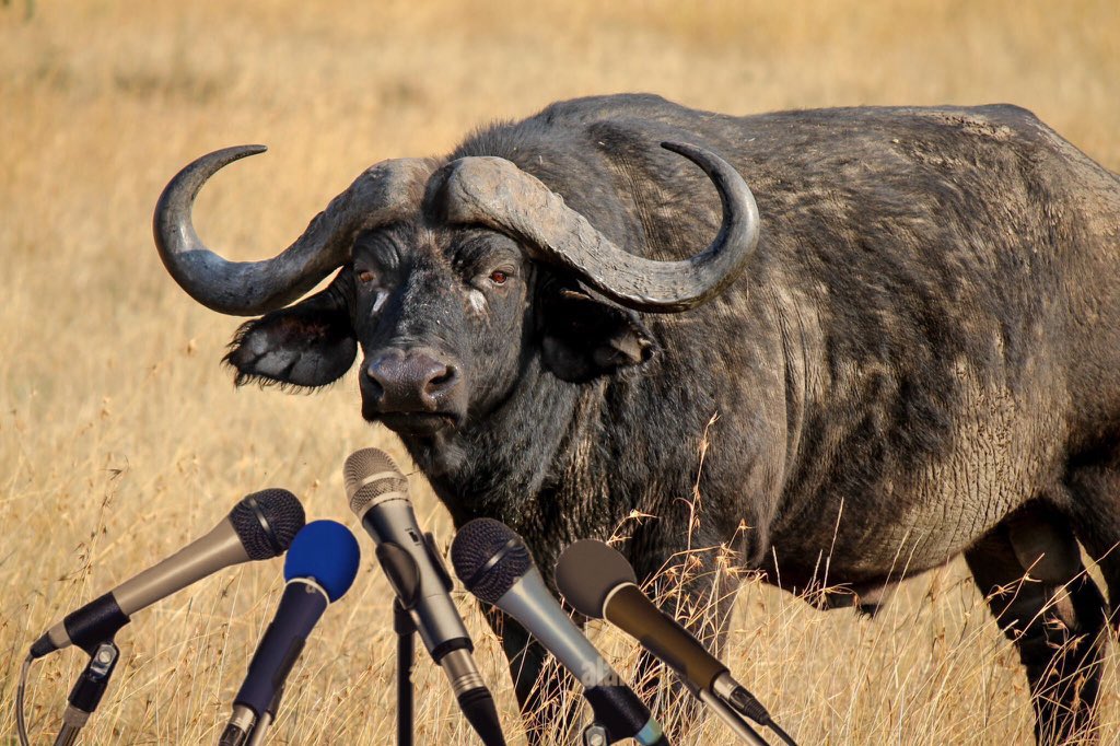 Joe__Bassey's tweet image. “I did it out of self defense”.- South African Buffalo said 😂