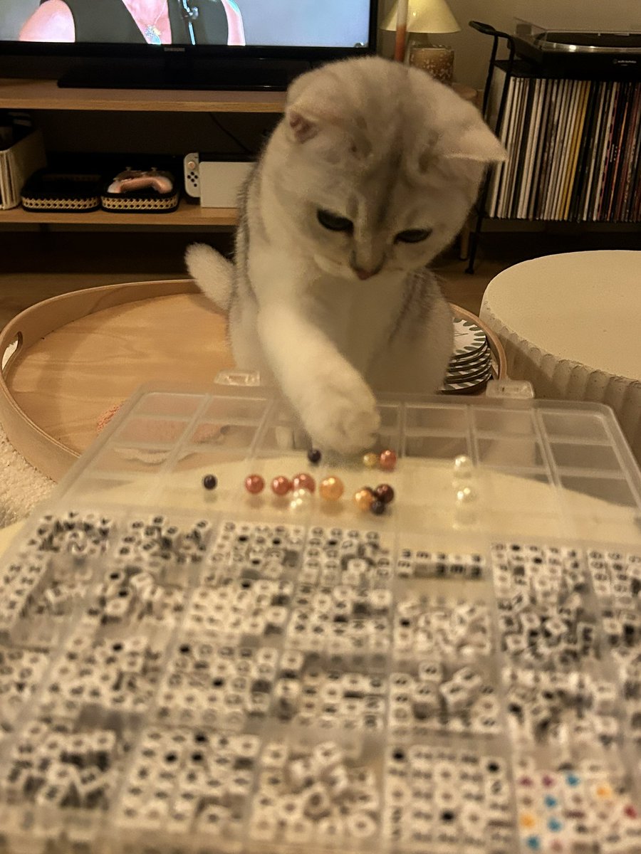 5sosstitches's tweet photo. trying to make bracelets with a kitten is hard https://t.co/XUgg5fiogm