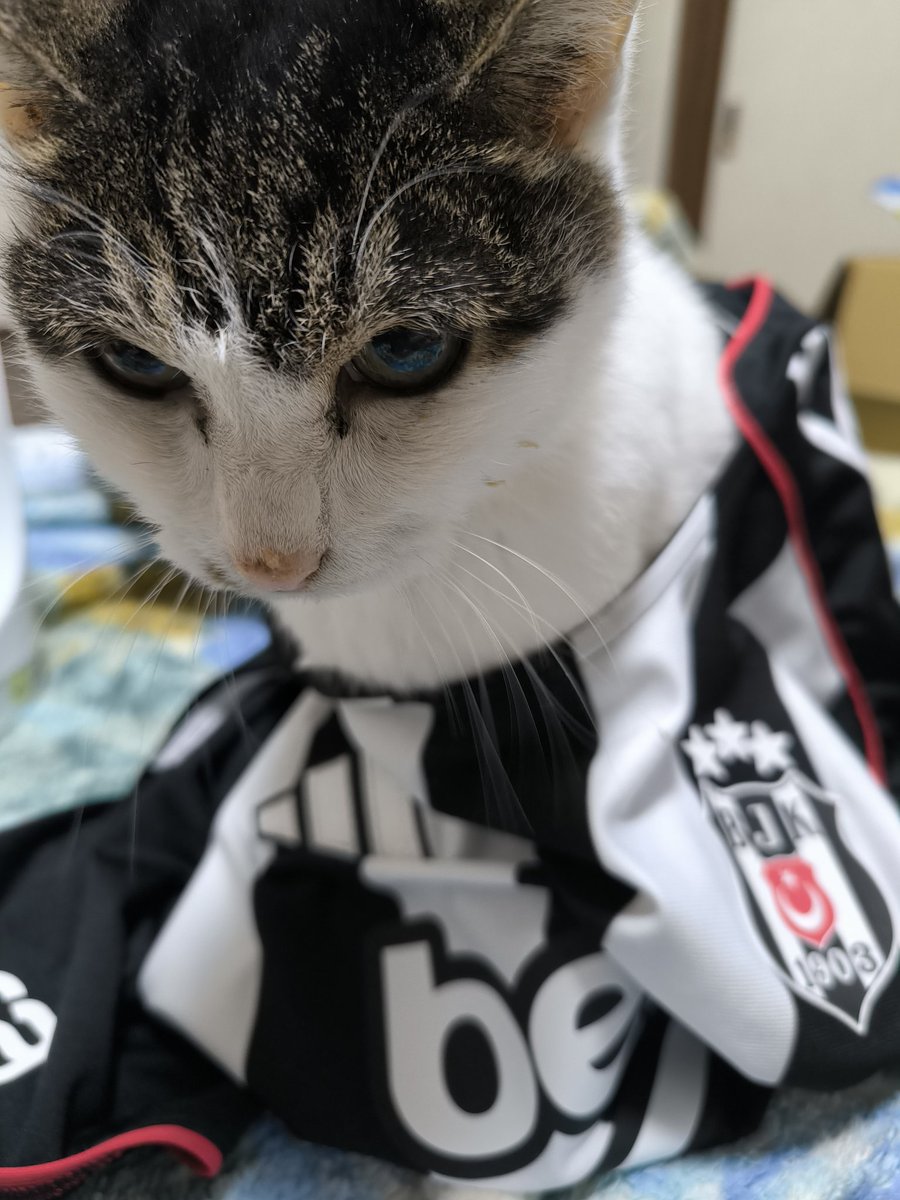 なかむーちょ (@xnakamuhcho) on Twitter photo 