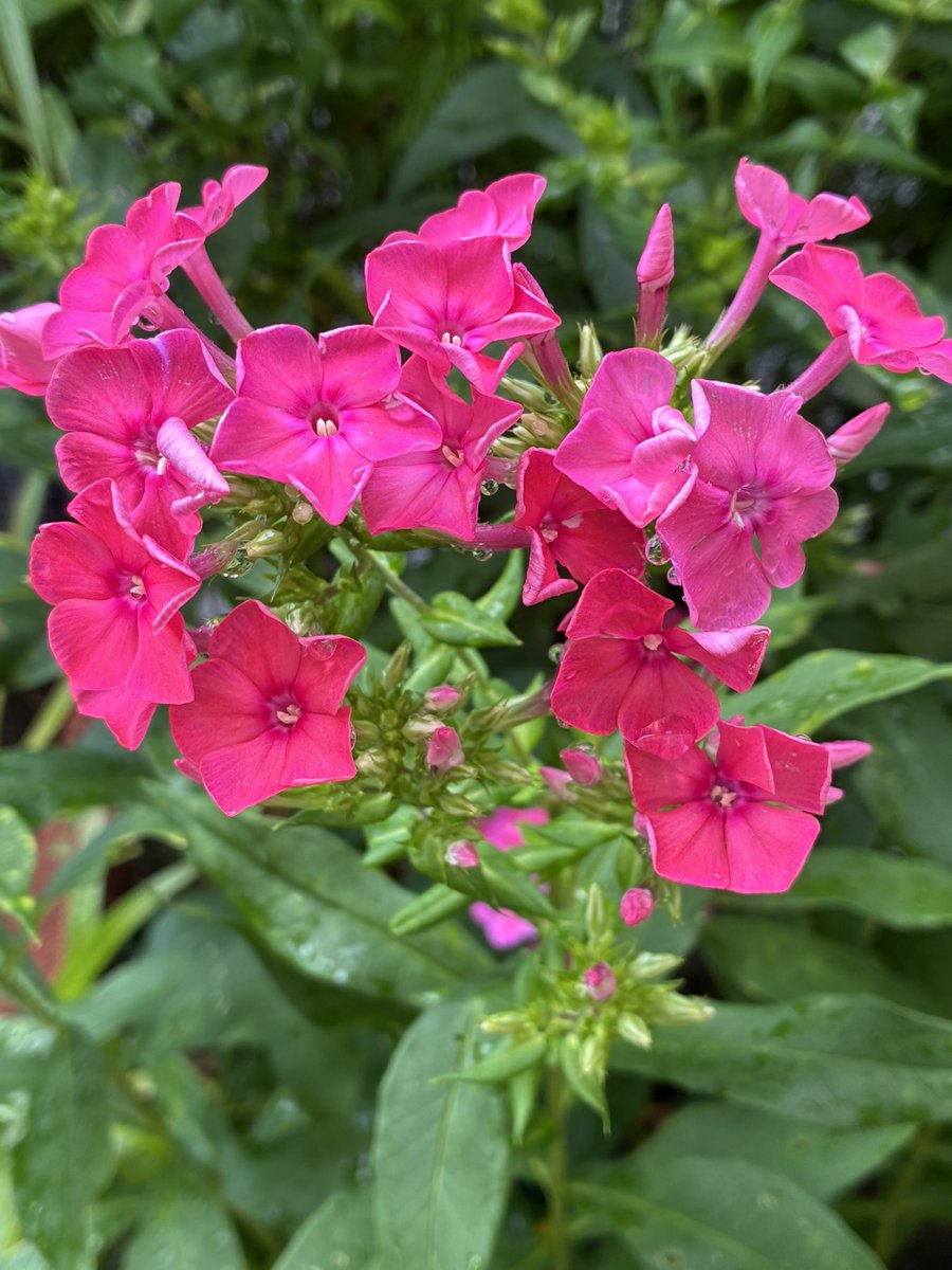 皆さんお早う御座います
今日も1日宜しくお願い
します🌤️☀️🌤️

#今日の花です