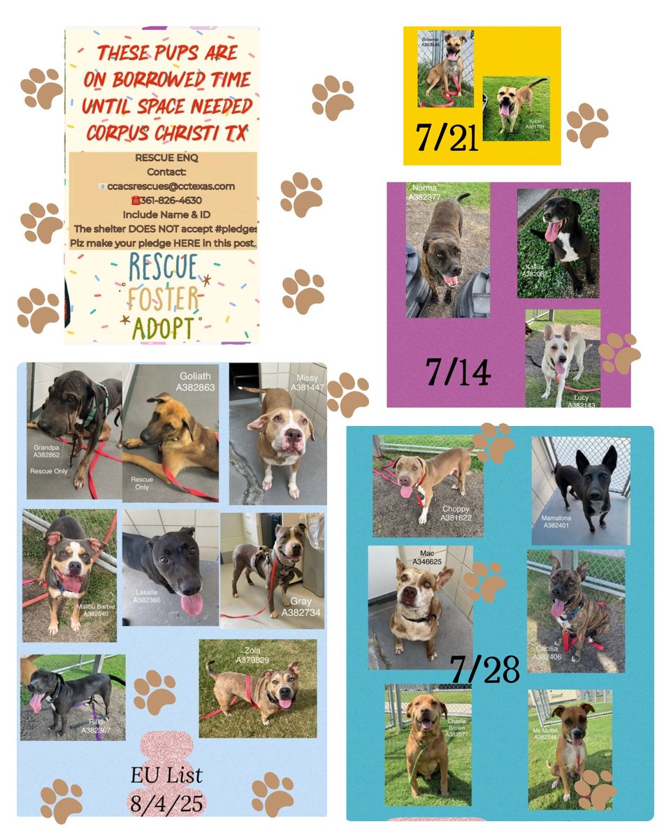 beeleevitonly's tweet image. Attention please animal lovers in #CorpusChristi #TX.  CCACS  (animal control) have some dogs with rescue interest who desperately need short-term fosters to save their lives. #CCneighbors #Ccpets #FostersSaveLives 
Please contact shelter ☎️361-826-4630 or…