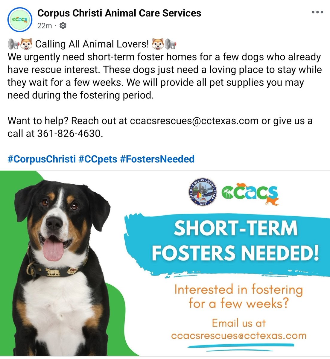 beeleevitonly's tweet image. Attention please animal lovers in #CorpusChristi #TX.  CCACS  (animal control) have some dogs with rescue interest who desperately need short-term fosters to save their lives. #CCneighbors #Ccpets #FostersSaveLives 
Please contact shelter ☎️361-826-4630 or…