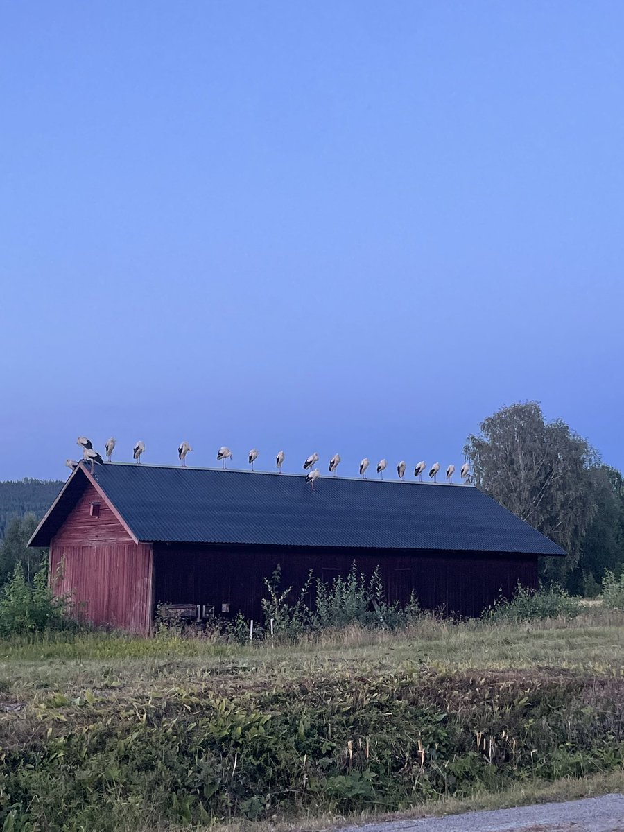 Så coolt! Hela huset fullt av vit stork ikväll, men de drar nog imorgon efter att ha sovit.