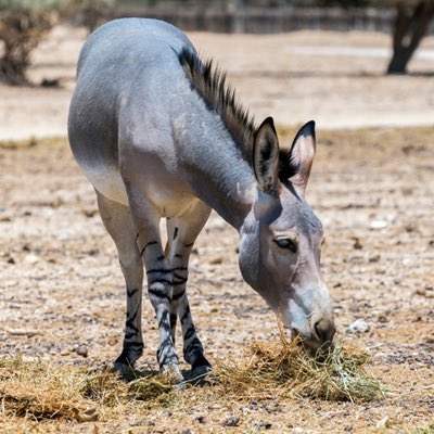waitthatworked's tweet photo. @In_AtalieBNWO Here’s my ass, his name’s George. https://t.co/N9eMt3Xx8d