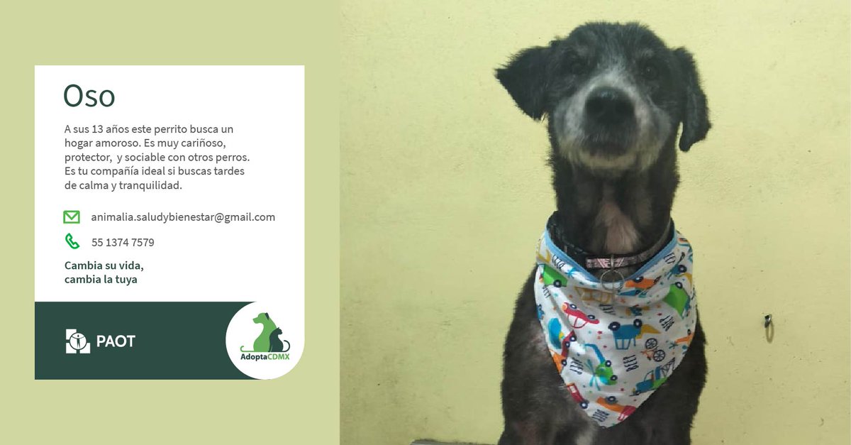 AdoptaCDMX (@adoptacdmx) on Twitter photo Soy Oso, un perrito adulto de talla mediana. Me llevo bien con otros perros. Si estas en busca de un compañero tranquilo y cariñoso soy tú mejor opción.🐶💚
✳️Datos para adopción👇
📧animalia.saludybienestar@gmail.com
📞5513747579 Soy Oso, un perrito adulto de talla mediana. Me llevo bien con otros perros. Si estas en busca de un compañero tranquilo y cariñoso soy tú mejor opción.🐶💚
✳️Datos para adopción👇
📧animalia.saludybienestar@gmail.com
📞5513747579