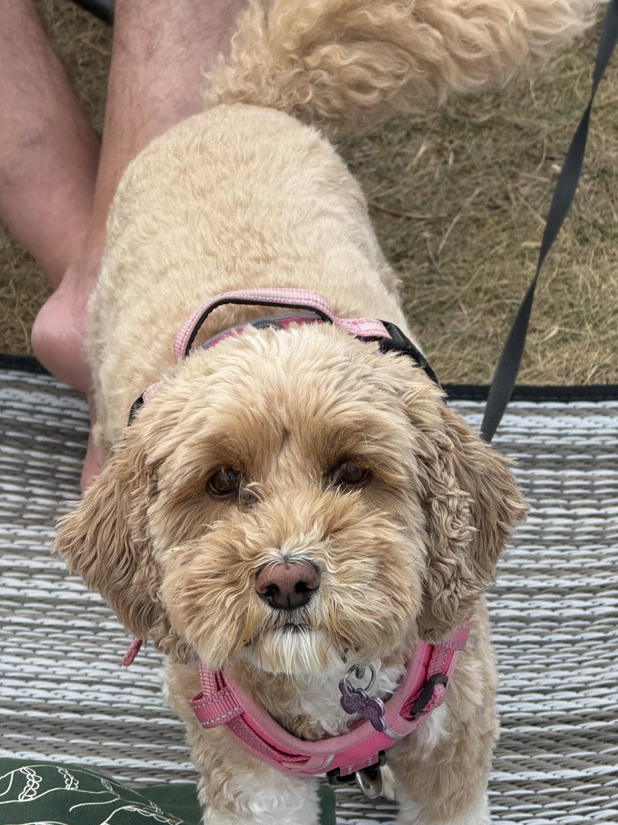 It’s always the ‘dog days of summer’ around here!! 😉😂

Hope your summer holidays are going well, only 26 more days left before we go back to school!!