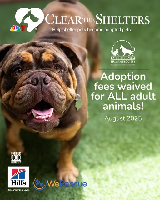 Yuuup! Rancho Coastal Humane Society is open until 6:00 PM every Thursday in August. Meet these pets who need homes! 
And, during August, adoption fees WAIVED on all dogs and cats 6 months and older at RCHS! sdpets.org