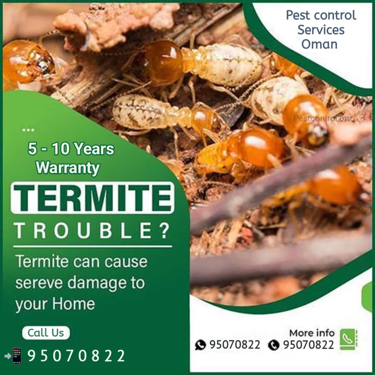 MuscatPest's tweet image. Free termite inspection call us 95070822
The most common termites found in Oman are subterranean termites which stay below your house in the soil building a termite colony.
#termiteproblem #oman #termitecontrolnearme #Termitecontrol #termitesolution #termites #rummah #AntiTermite