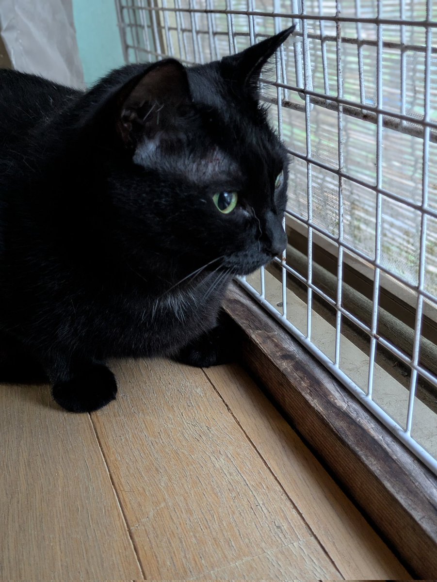 ⭕️黒猫さん専用　検討中 キハチ on X: 