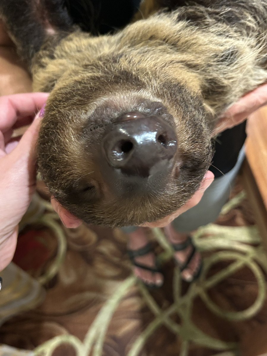 Meet our new crew member! He’s a bit slow, but he gets the job done… eventually 🦥
