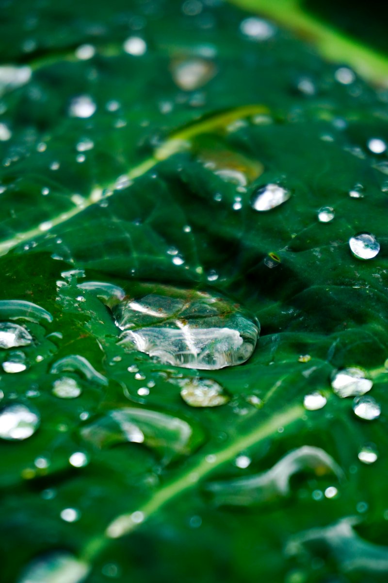 EFDevcon's tweet image. 🇨🇴 &quot;Warm-up Eje Cafetero” brought Devconnect to life in Colombia’s coffee region thanks to @_finalfrontir_. Community talks, reflections on Ethereum’s values, a tree planting walk, and a coffee party at Jardín Infinito.

Read the recap blog post here:
paragraph.com/@greenledger/%…