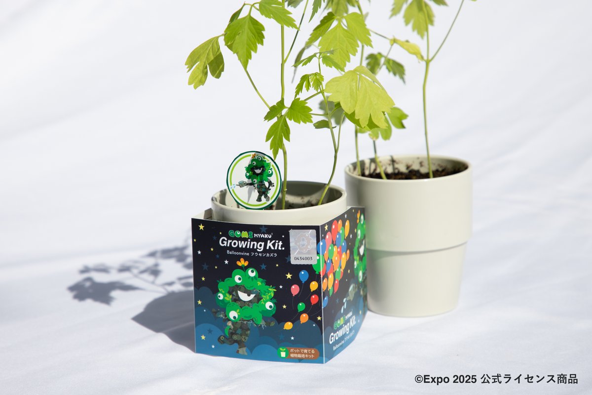 東ゲート店 MARUZEN JUNKUDO 🛍️公式ライセンス商品紹介