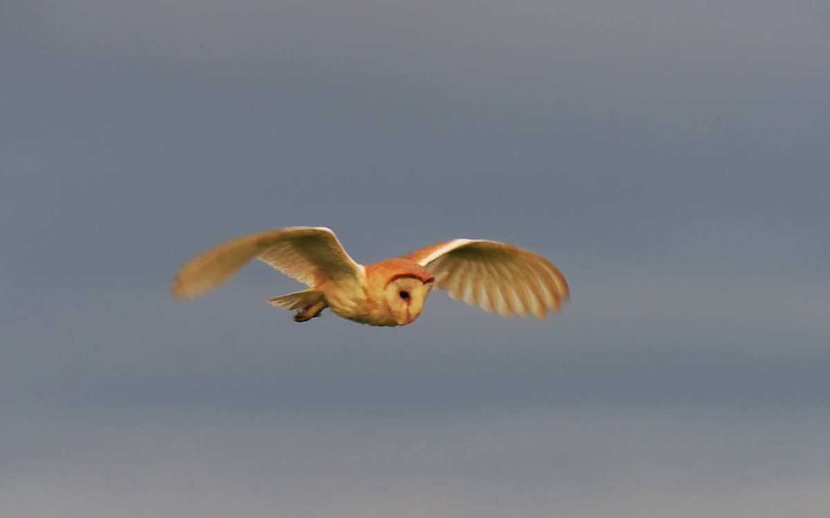 An hour near Lancaster tonight. @lancashirewildlife. <a href="/Natures_Voice/">RSPB</a> <a href="/LancashireCC/">Lancashire County Council</a>