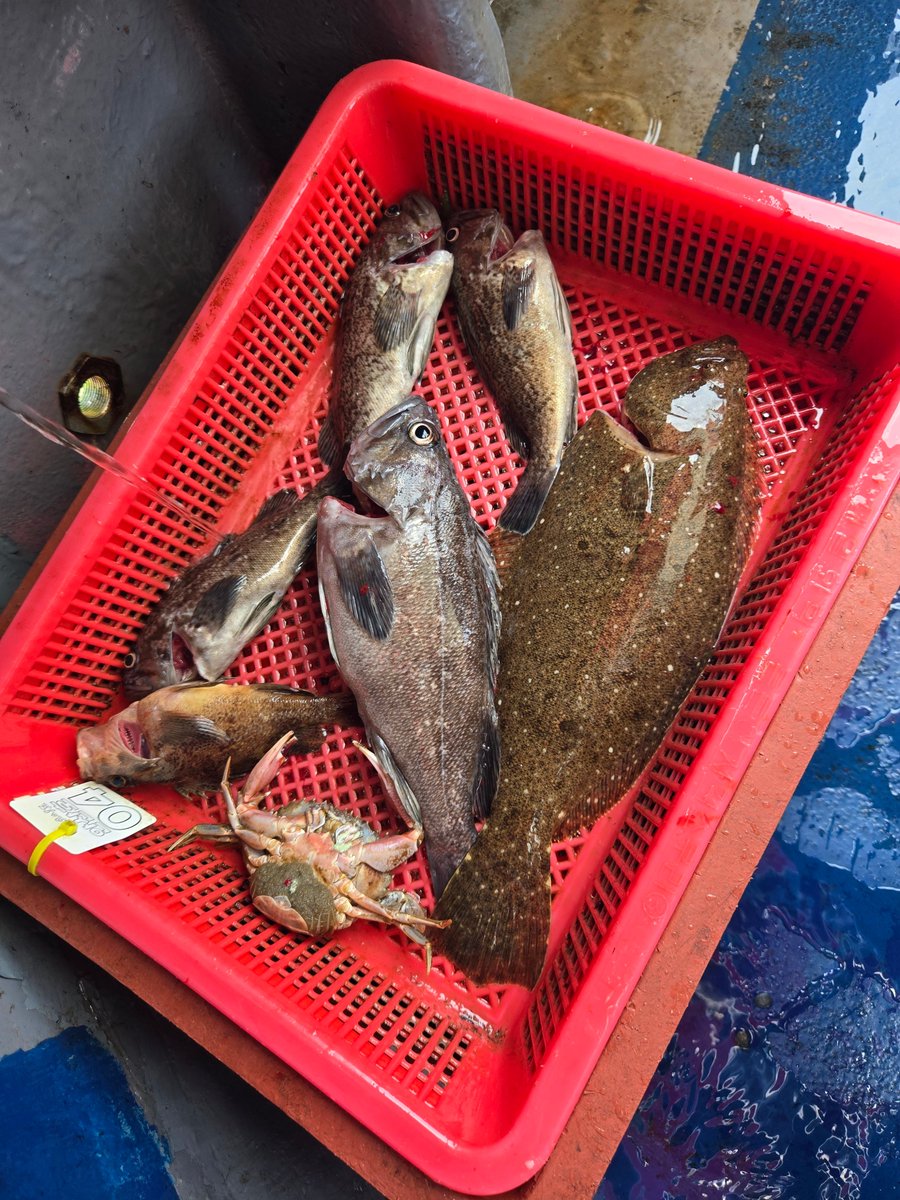 좋은 추억 만들어주셔서 감사합니다 사모님😊
처음으로 혼자 해본 낚시지만 잘했다고 칭찬 받았다 오늘은 회파티다 ~~~🥳
<a href="/chana_0716/">차나 Chana🎗</a>