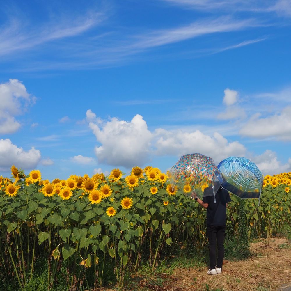 Picture with sunflowers-ひまわり 弘前感交劇場 on X