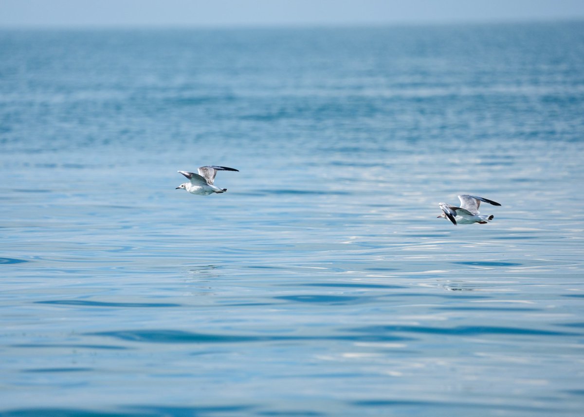 zhuquedajie's tweet image. Qinghai,China
birds
#TwoMountainsTheory