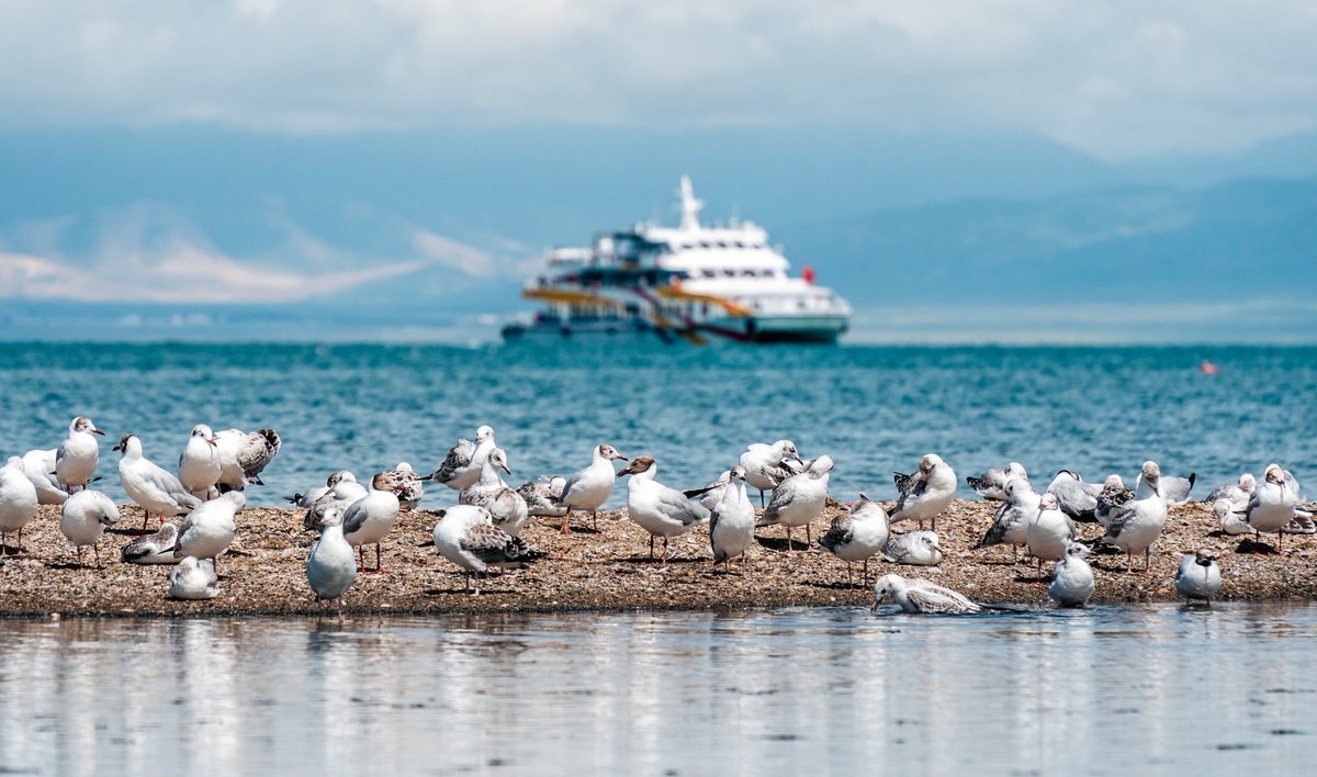zhuquedajie's tweet image. Qinghai,China
birds
#TwoMountainsTheory