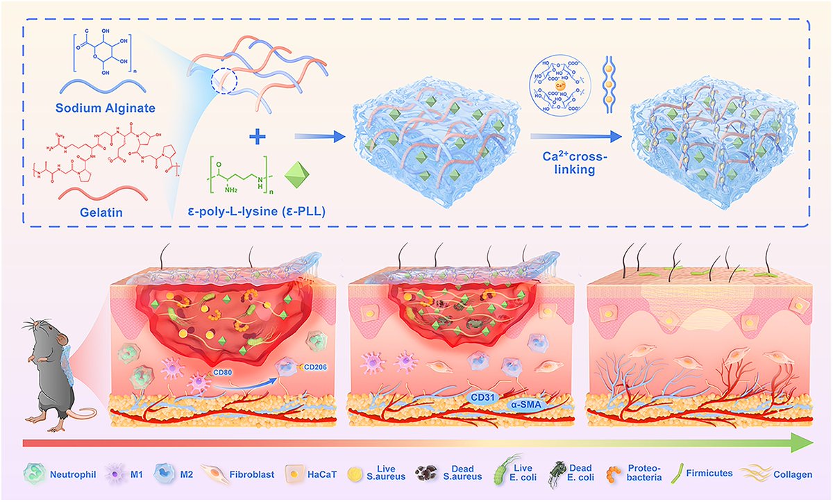 Published in Burns &amp; Trauma, a study demonstrates the hydrogel's ability to accelerate wound closure, promote angiogenesis, and reduce inflammation in murine models infected with E. coli and S. aureus.
#PSG #SkinHealing
Details: doi.org/10.1093/burnst…