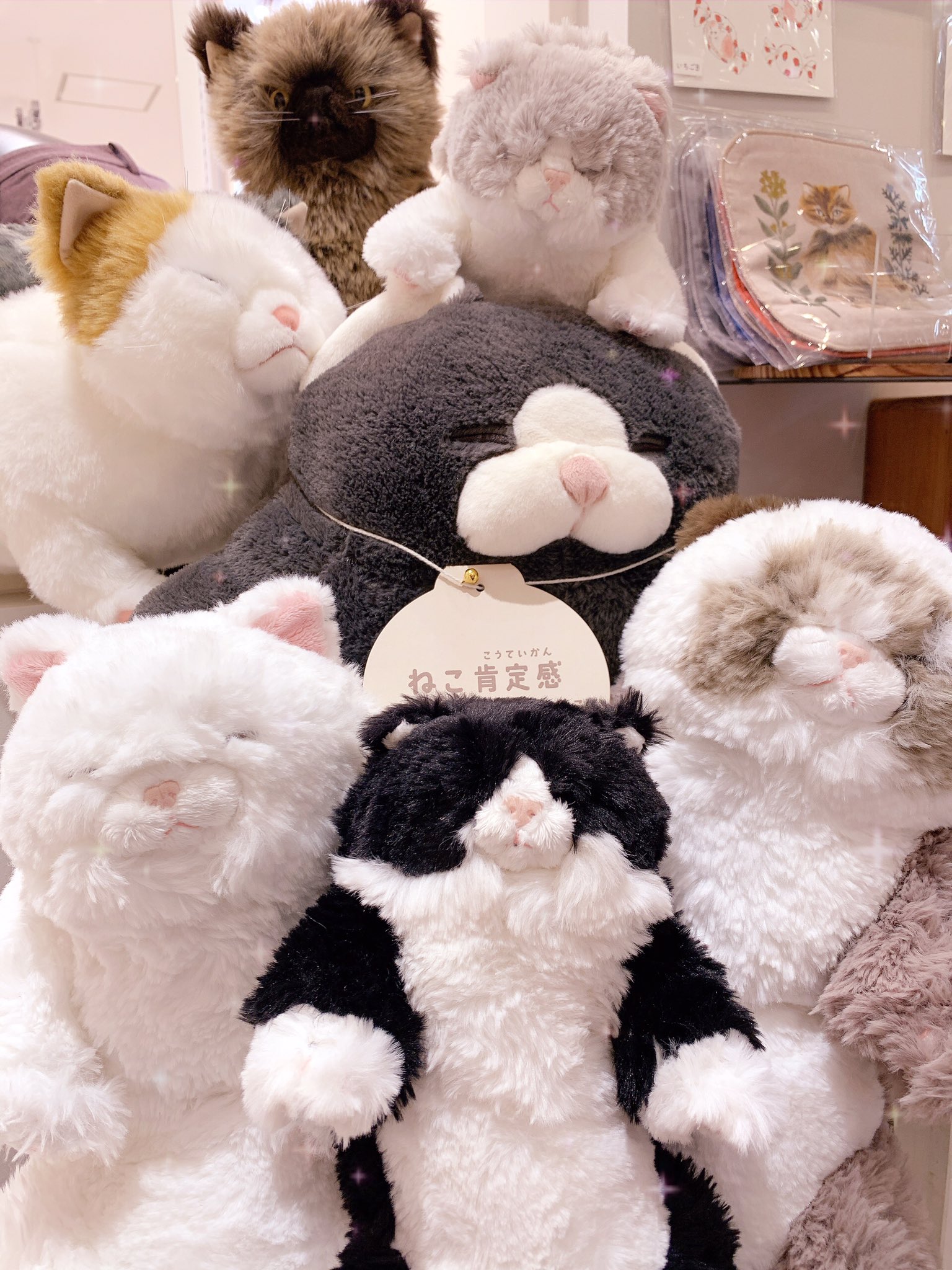 ⭐︎雪丸⭐︎のびねこ大阪【しらんけどー】⑤ ⭐︎雪丸⭐︎のびねこ大阪【しらんけどー】⑤ nobikani3.jpg
