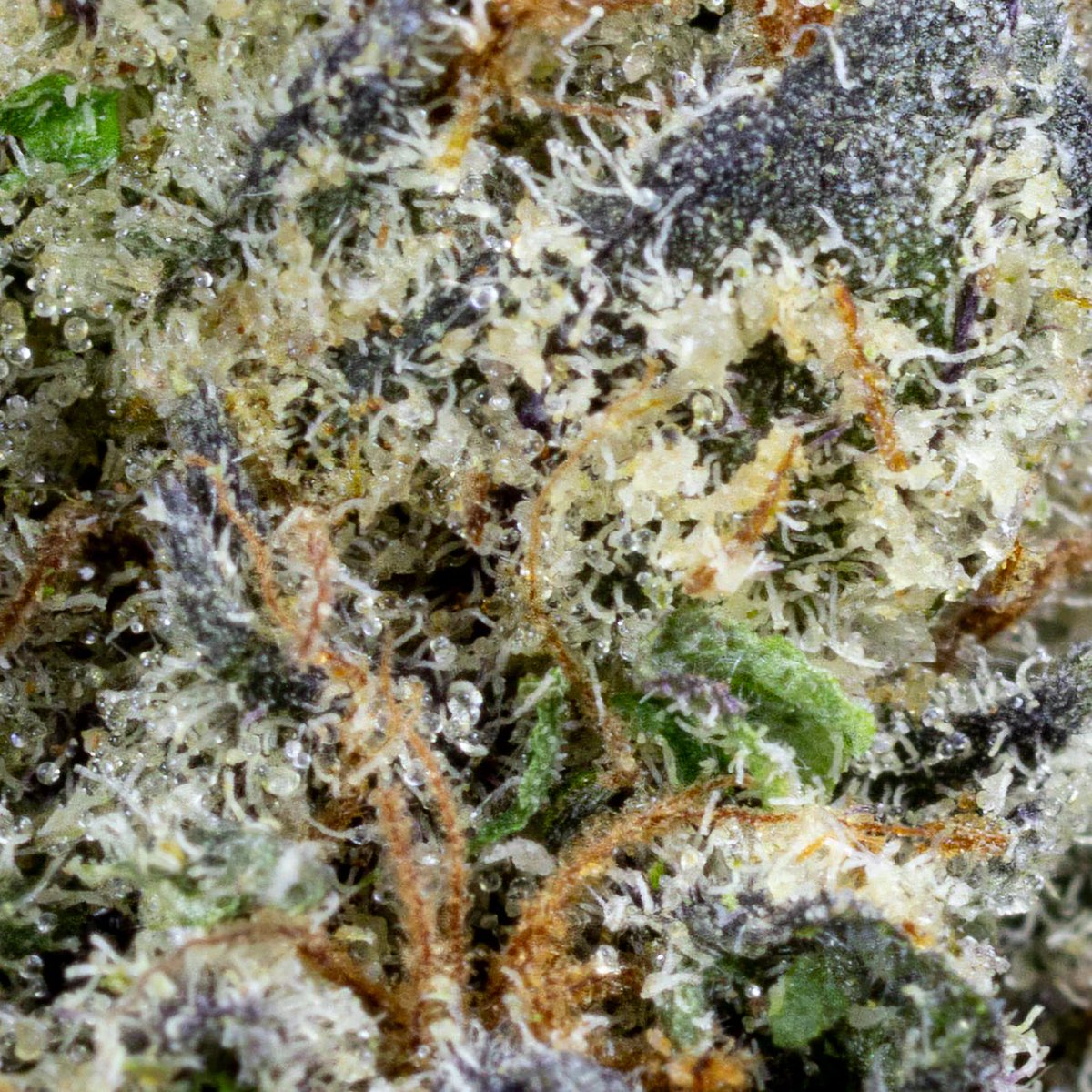 ‼️GIVEAWAY‼️

To celebrate our launch we will be choosing ONE lucky winner to receive a QUARTER POUND of our Lemon Cherry Gelato 🍧 

Winner will be chosen in one week! 

To Enter: 

1. Follow <a href="/SmokeOneCompany/">Smoke One</a> 
2. Repost 
3. Tag 4 friends 

Find this product &amp; more at