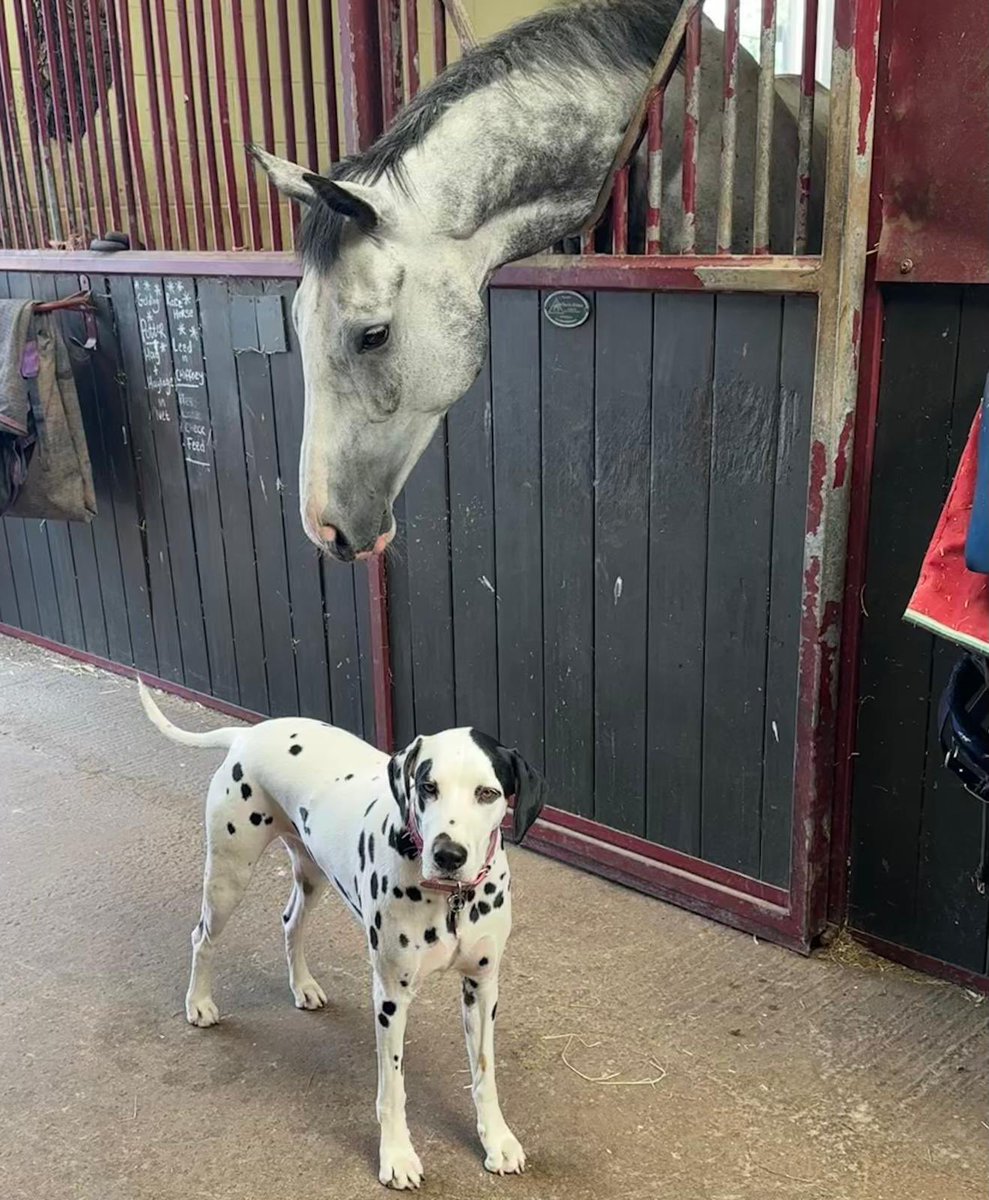 Shawfarmstud (@sfsshawfarmstud) on Twitter photo When Caldwell Potter met Dottie . Now back in training with <a href="/PFNicholls/">Paul Nicholls OBE</a> , he’s such a lovely horse. #nationalhunt #Grade1winner #Aintree #cheltenhamfestival When Caldwell Potter met Dottie . Now back in training with <a href="/PFNicholls/">Paul Nicholls OBE</a> , he’s such a lovely horse. #nationalhunt #Grade1winner #Aintree #cheltenhamfestival