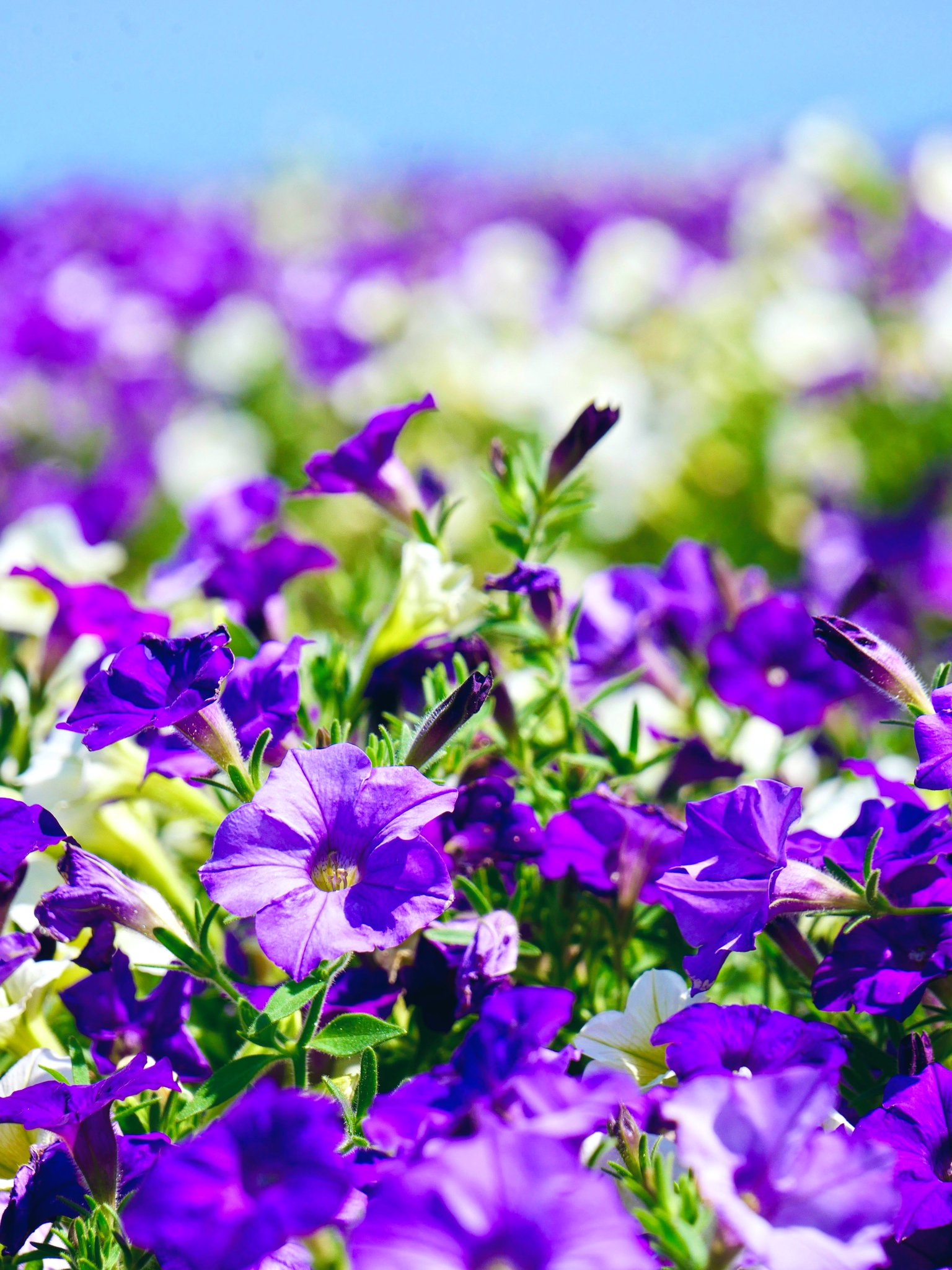 cawaiiが大好きな貴女にピッタリ♪花時計 cawaiiが大好きな貴女にピッタリ♪花時計