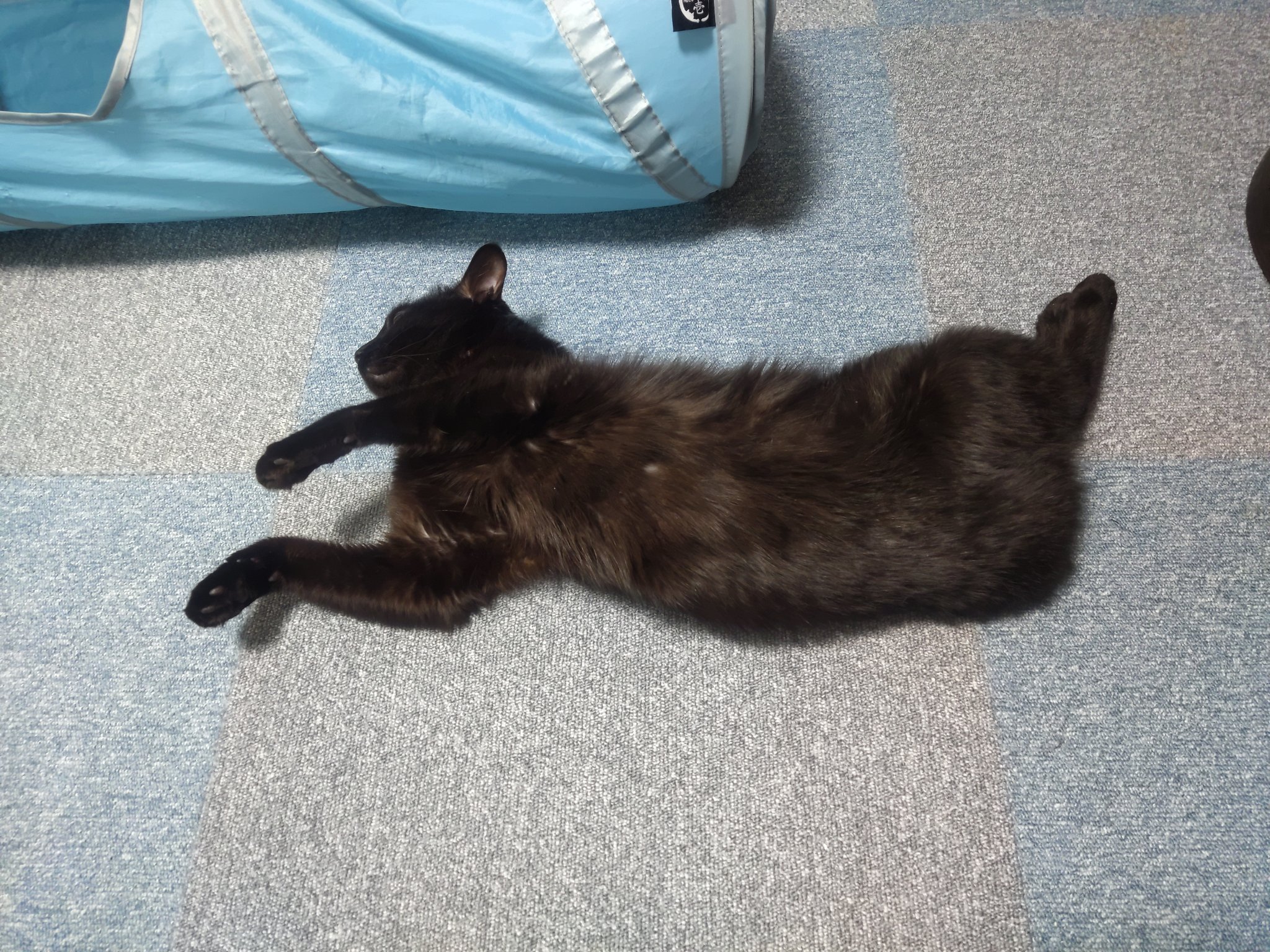 【其泉 】眠り猫 其泉 】眠り猫