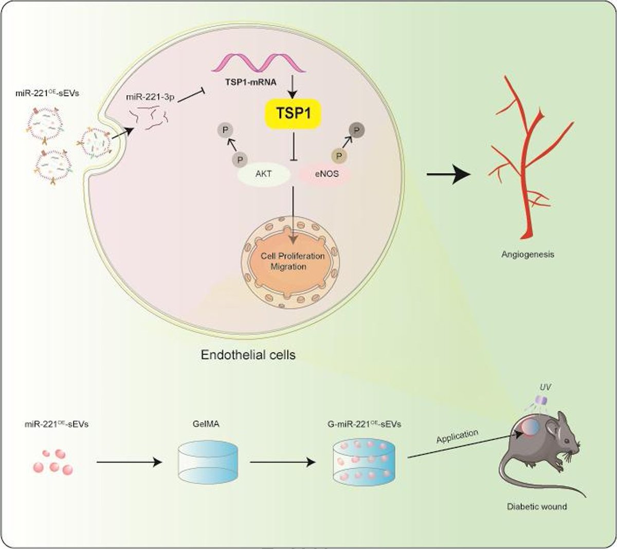 Published in Burns &amp; Trauma, a study introduces a wound dressing that combines miR-221OE-sEVs—engineered extracellular vesicles that target and reduce TSP-1 levels—with a GelMA hydrogel to create a sustained-release system.
#angiogenesis
Details: doi.org/10.1093/burnst…