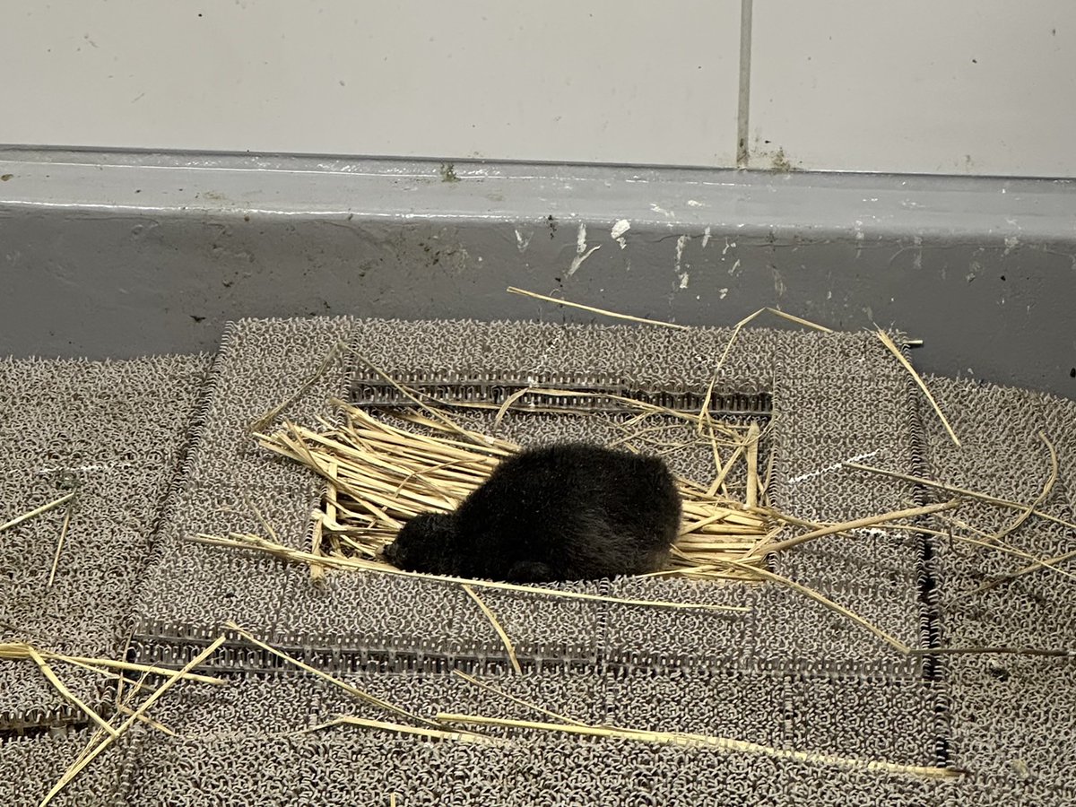 お腹いっぱいで眠くなってしまった生まれて17日目の雛(1羽目)。座ってうとうとしていましたが、数分後には爆睡でした💤

AOAO SAPPOROでは雛の愛称を募集しています🙌
応募はこちらから👇
forms.gle/H4Bz7uVZFroQR5…

#ハッピーハッピーペンギン2025
#キタイワトビペンギン