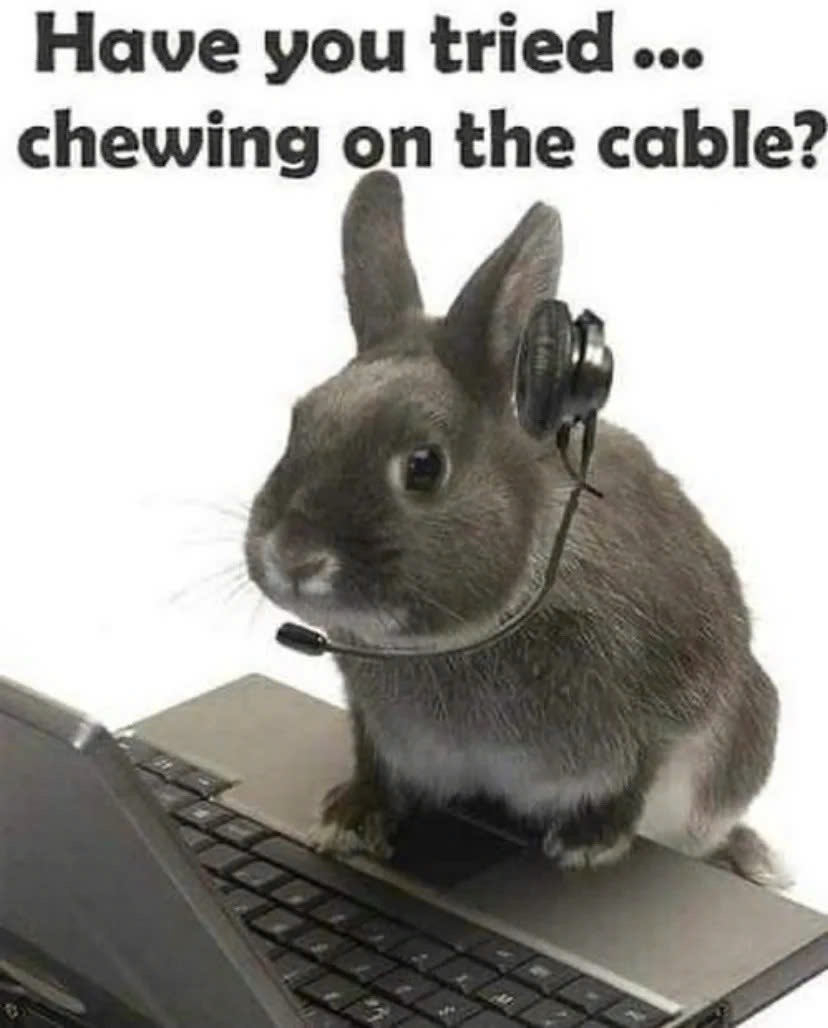 Why you should have a rabbit (@shouldhaverabit) on Twitter photo 