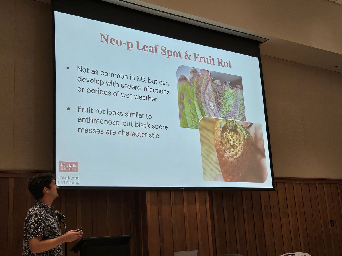 Back to back strawberry presentations yesterday and today the 2 strawberry pre-plant meetings. We had also a great strawberry disease update from our plant pathologist Caleb Bollenbacher and Bill Cline 🍓