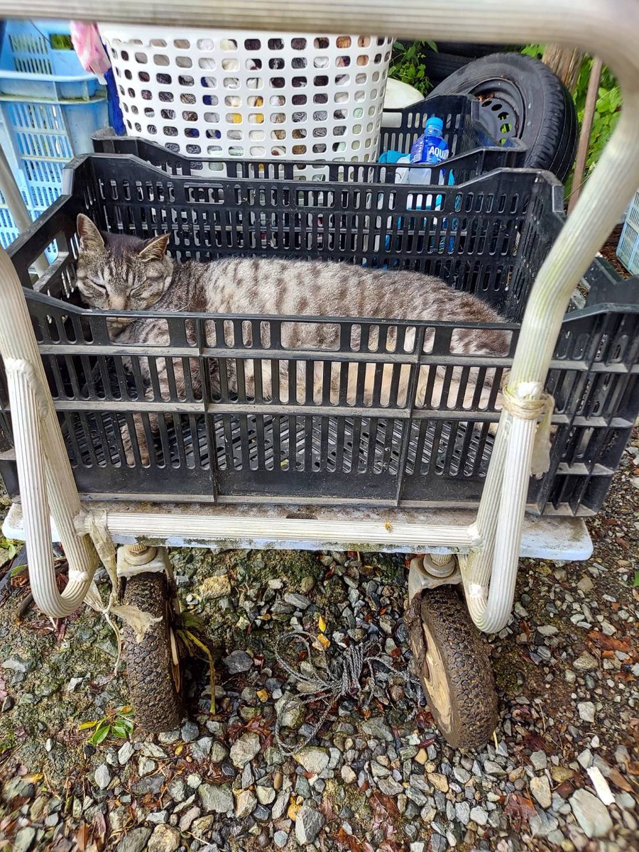 ゲージが小さいんじゃなく
でかくなりすぎたので
このまま病院まで押して行こうかの検討会

※耳ダニの薬もらって帰還