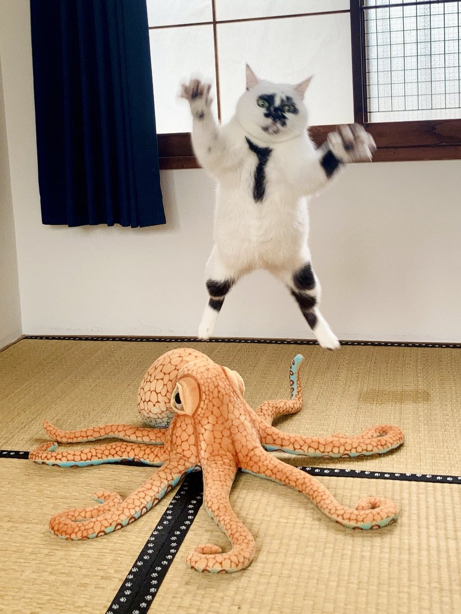 今日は #世界猫の日 だそうですよっ
世界中の猫ちゃんよ幸せであれ〜