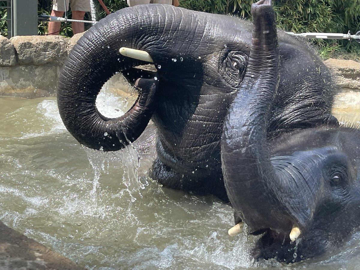 Look who had a supervised playdate today! Clearly it went swimmingly 💦☀️🐘 

📸: Neil &amp; Keeper Tripp