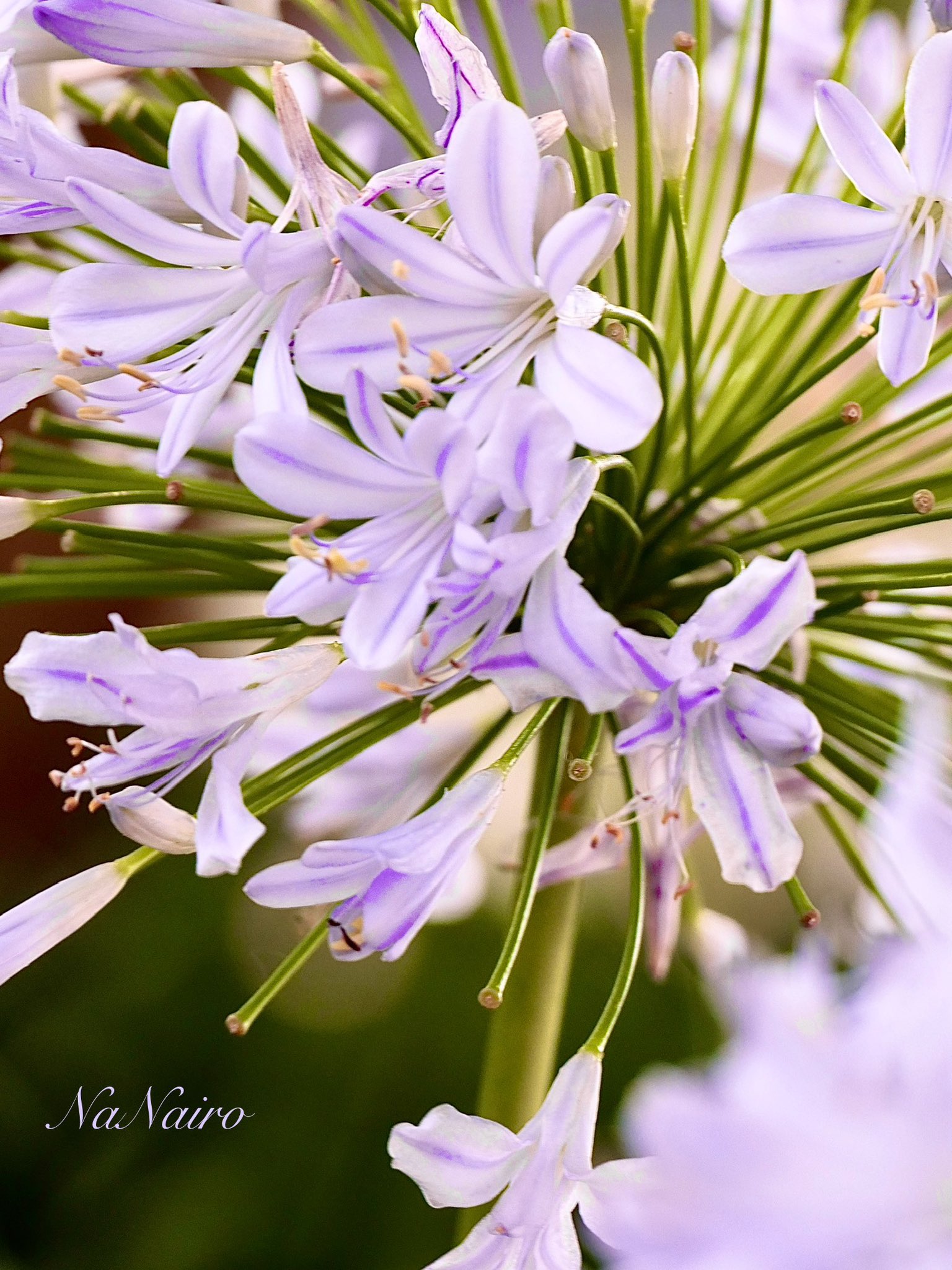 アガパンサスピンク混じり、青混じりいまだけ限定セット② 楽天市場】アガパンサス 斑入りの通販