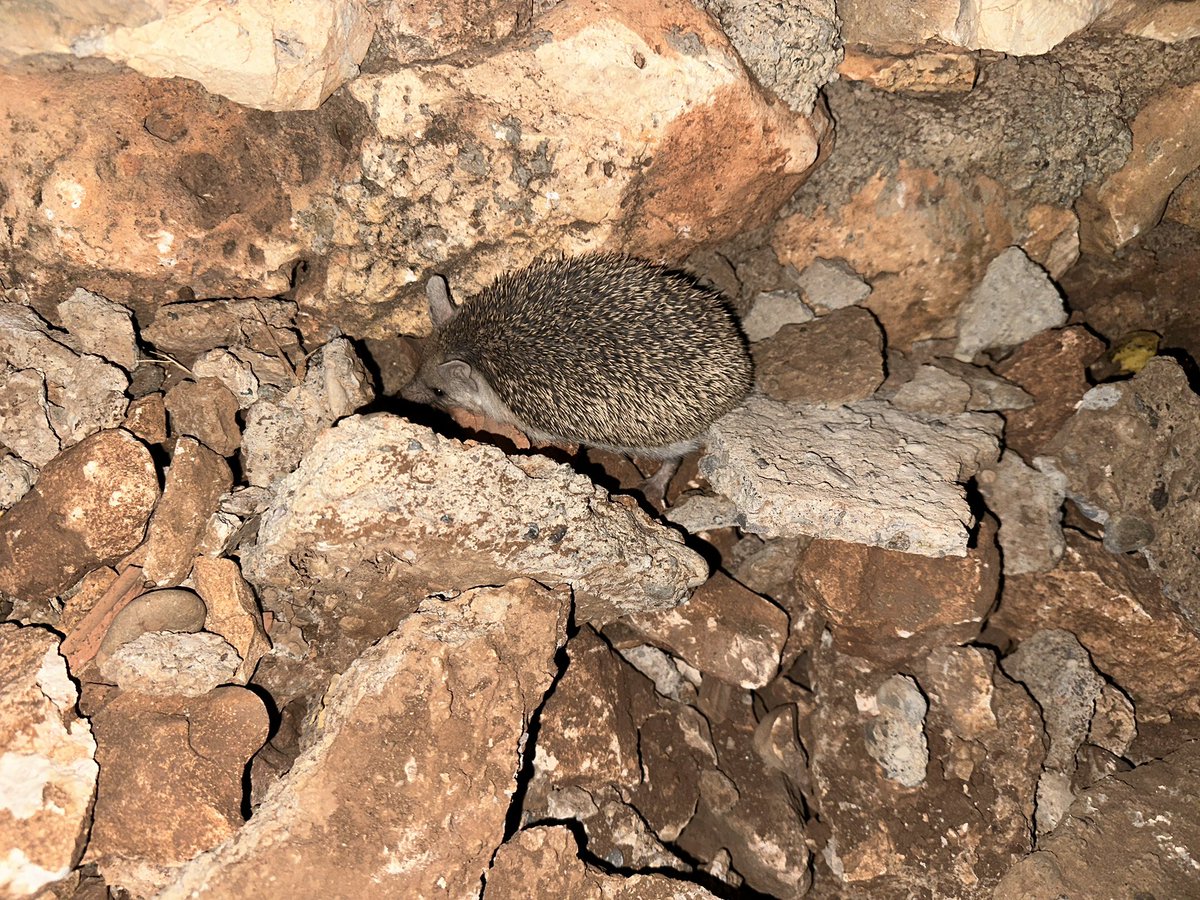 Resimdeki saklandığını düşünen üç kâğıtçıyı bulunuz. Hayırlı Cumalar :)